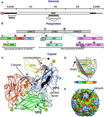 Evolutionary and Structural Overview of Human Picornavirus Capsid Antibody Evasion